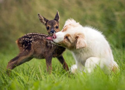 cute-animal-pictures-baby-deer-puppy-germany-312177.jpg